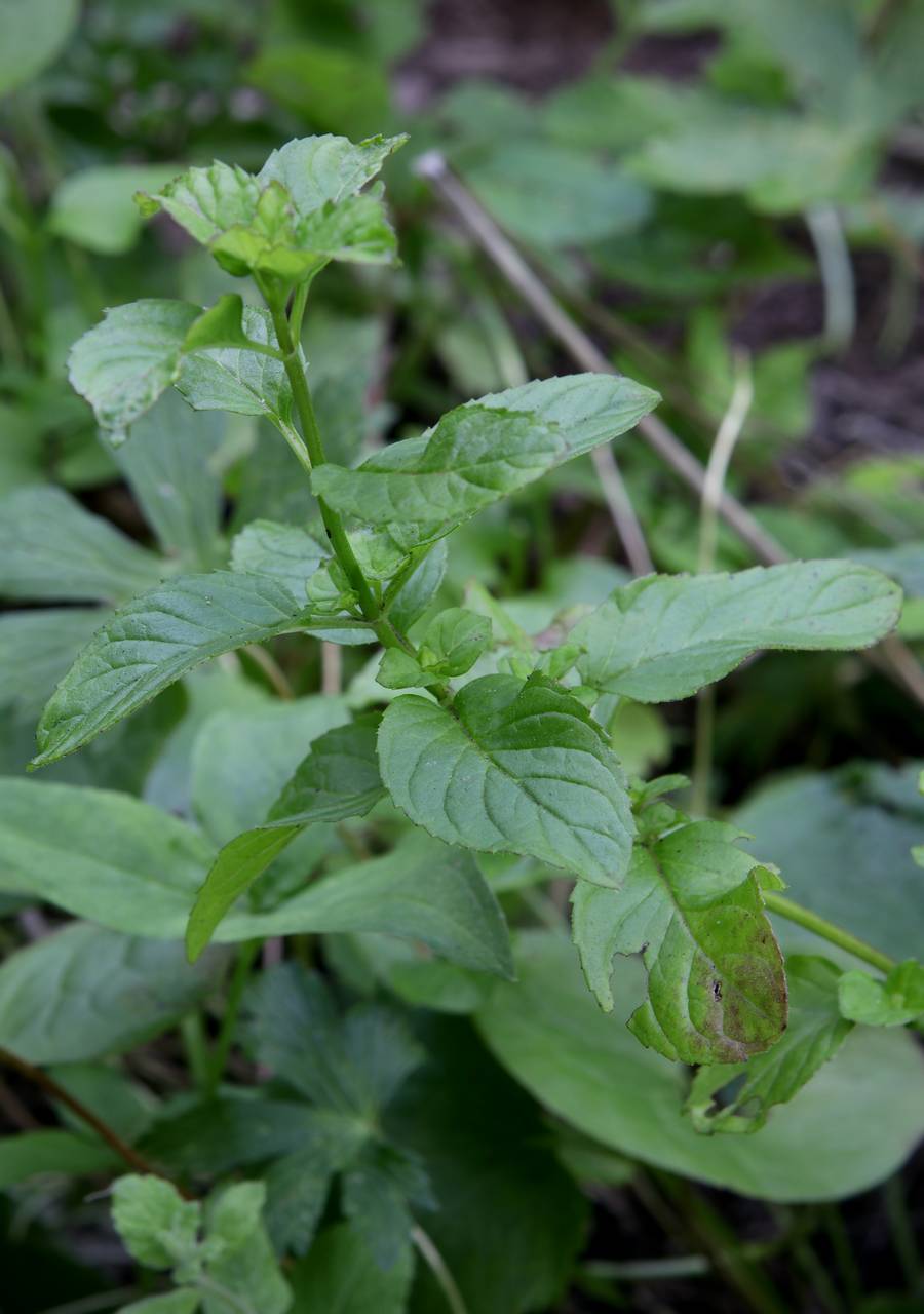 Photo of Orange Mint
